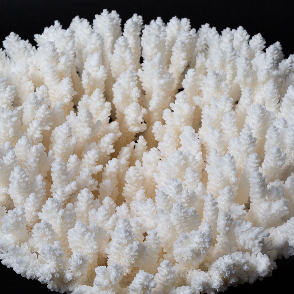 Genuine White Table Coral Cluster (2 lbs)
