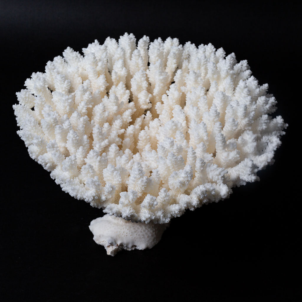 Genuine White Table Coral Cluster (2 lbs)
