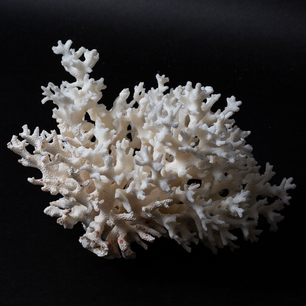 Genuine Birds Nest Coral (.8 lbs)