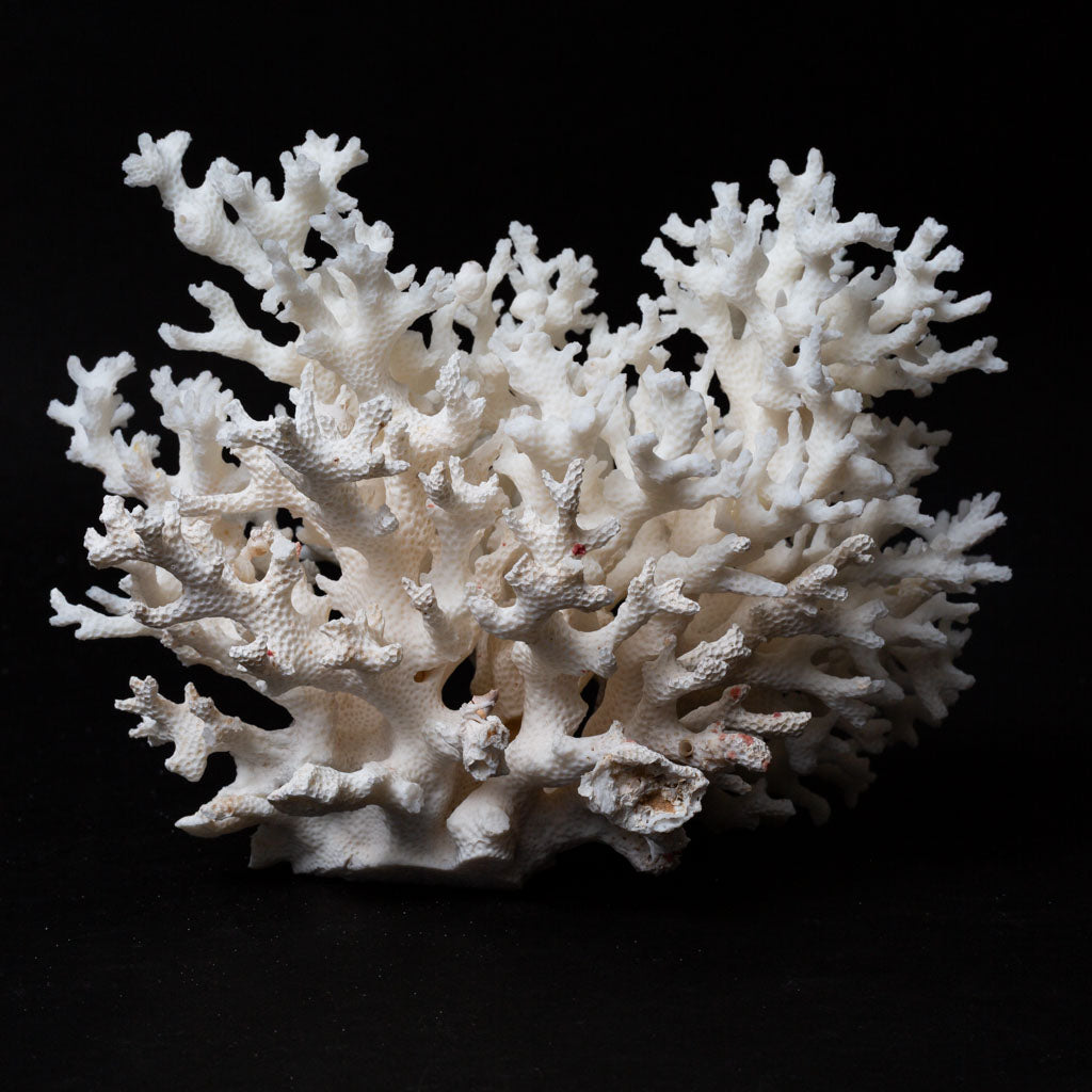 Genuine Birds Nest Coral (.8 lbs)