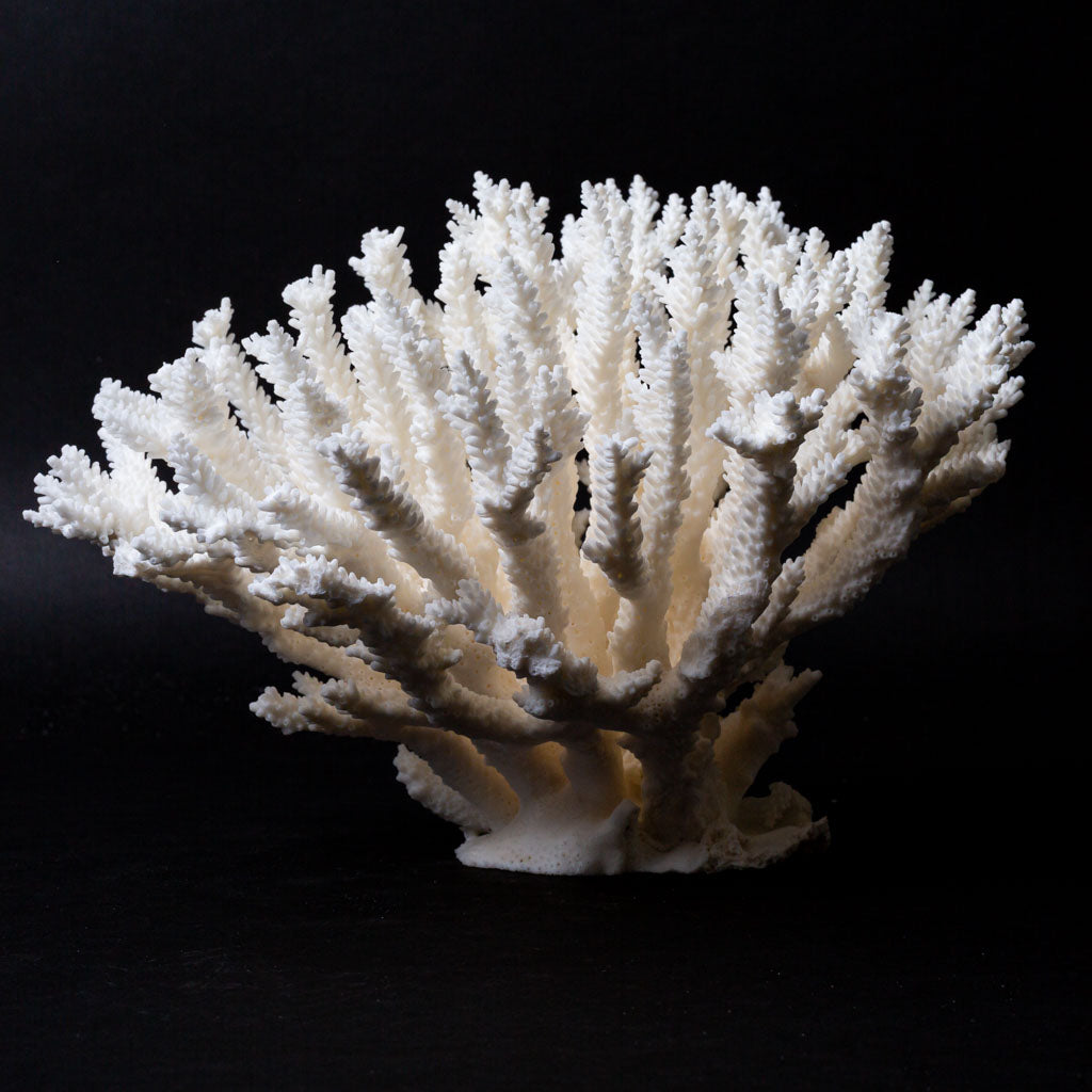 Genuine Branch Coral (2 lbs)
