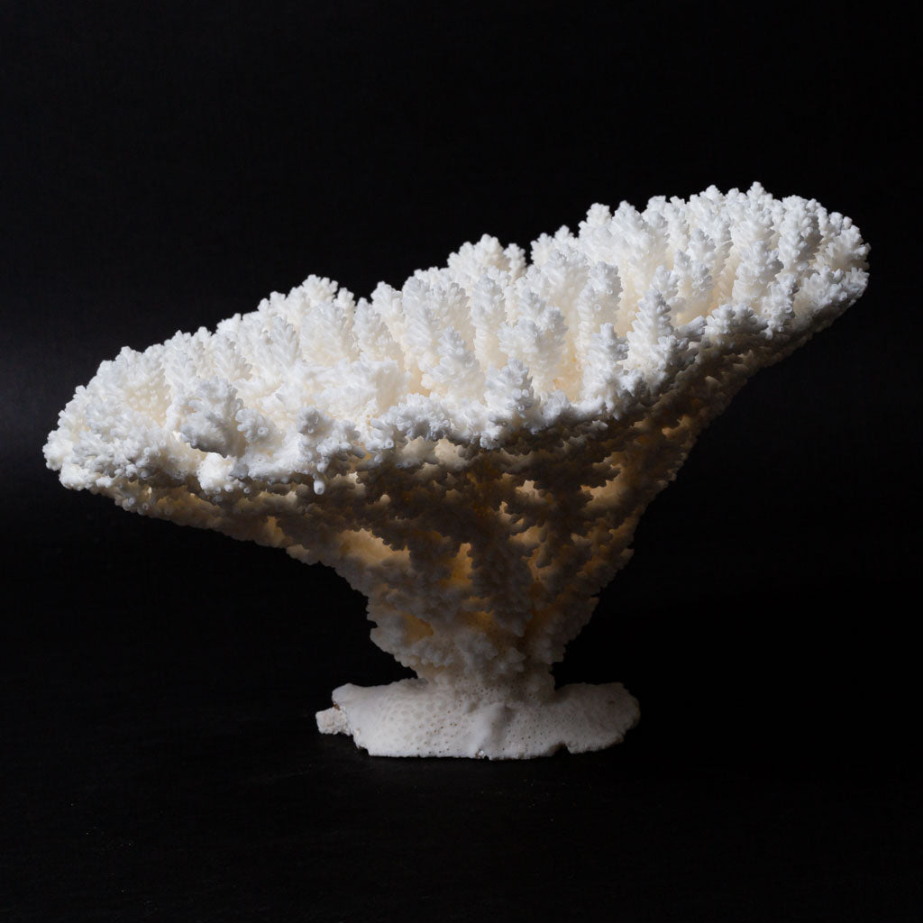 Genuine White Table Coral Cluster (2 lbs)