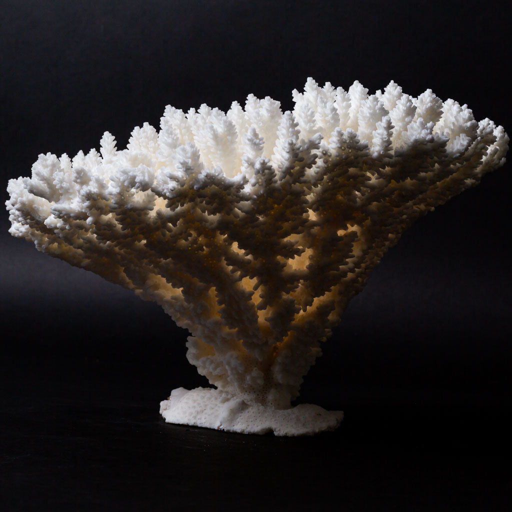 Genuine White Table Coral Cluster (2 lbs)