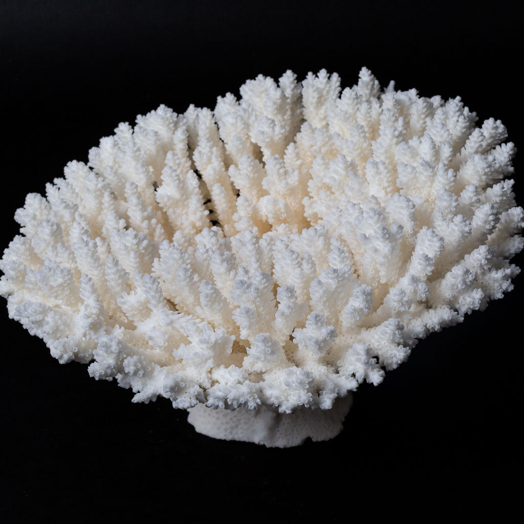 Genuine White Table Coral Cluster (2 lbs)