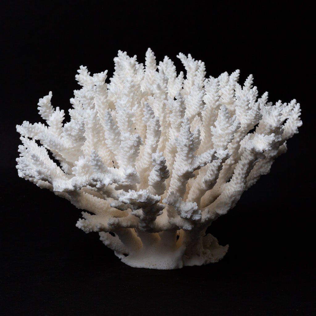 Genuine Branch Coral (2 lbs)