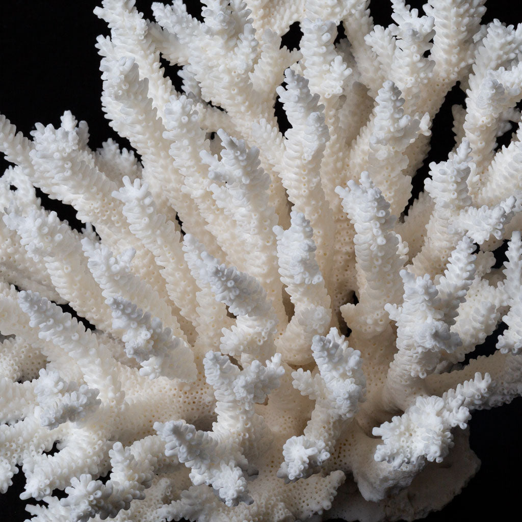 Genuine Branch Coral (2 lbs)