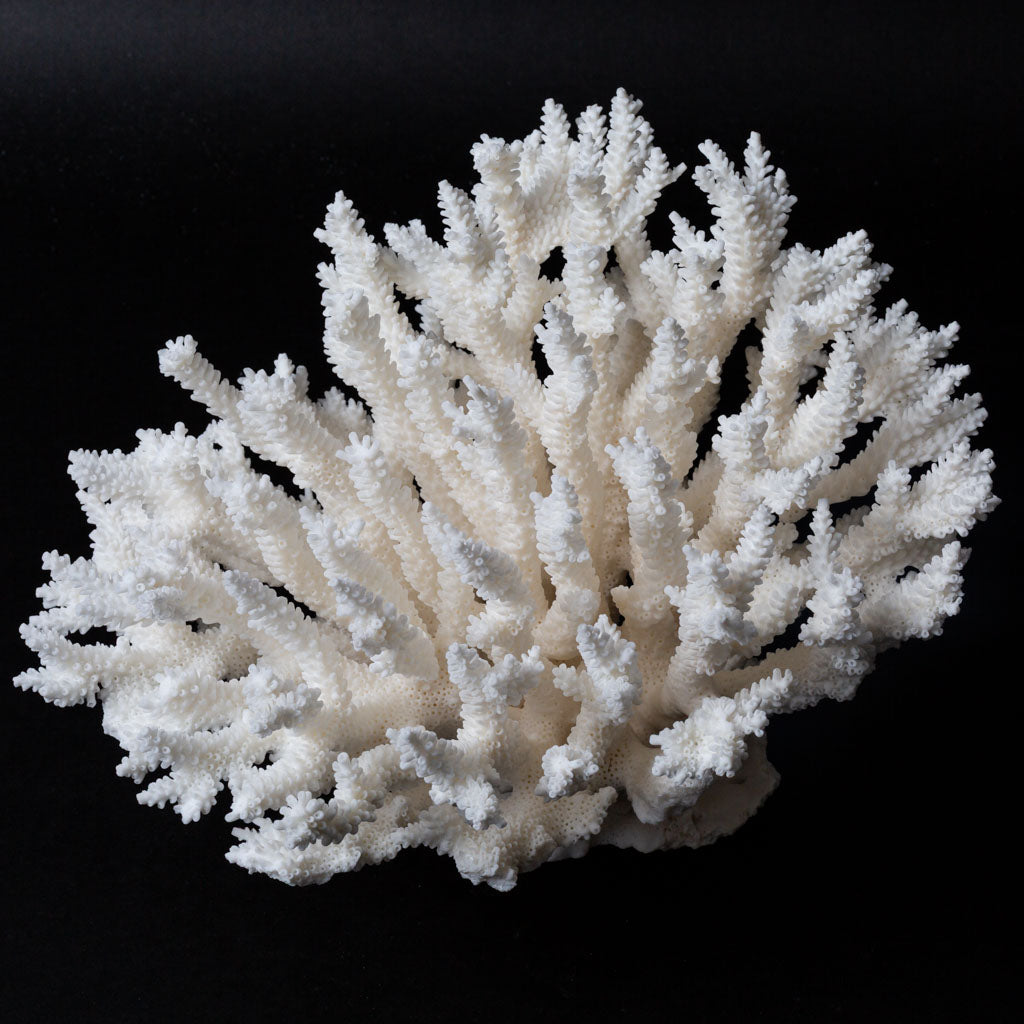 Genuine Branch Coral (2 lbs)