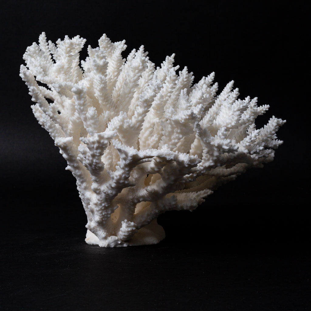 Genuine Branch Coral (2 lbs)