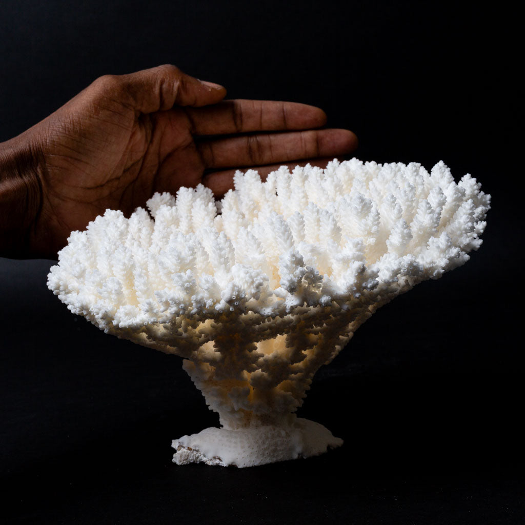 Genuine White Table Coral Cluster (2 lbs)