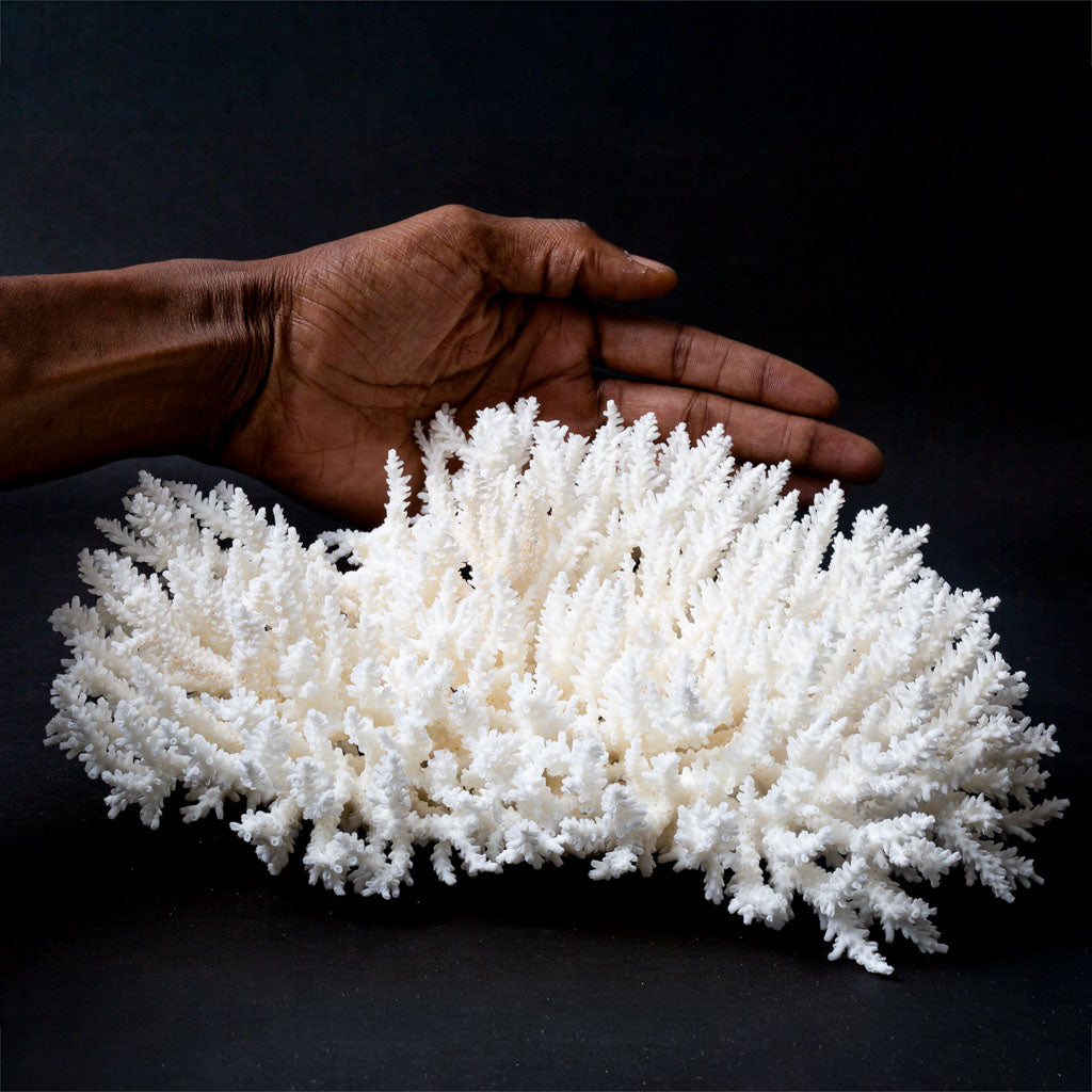 Genuine White Table Coral Cluster (1.4 lbs)