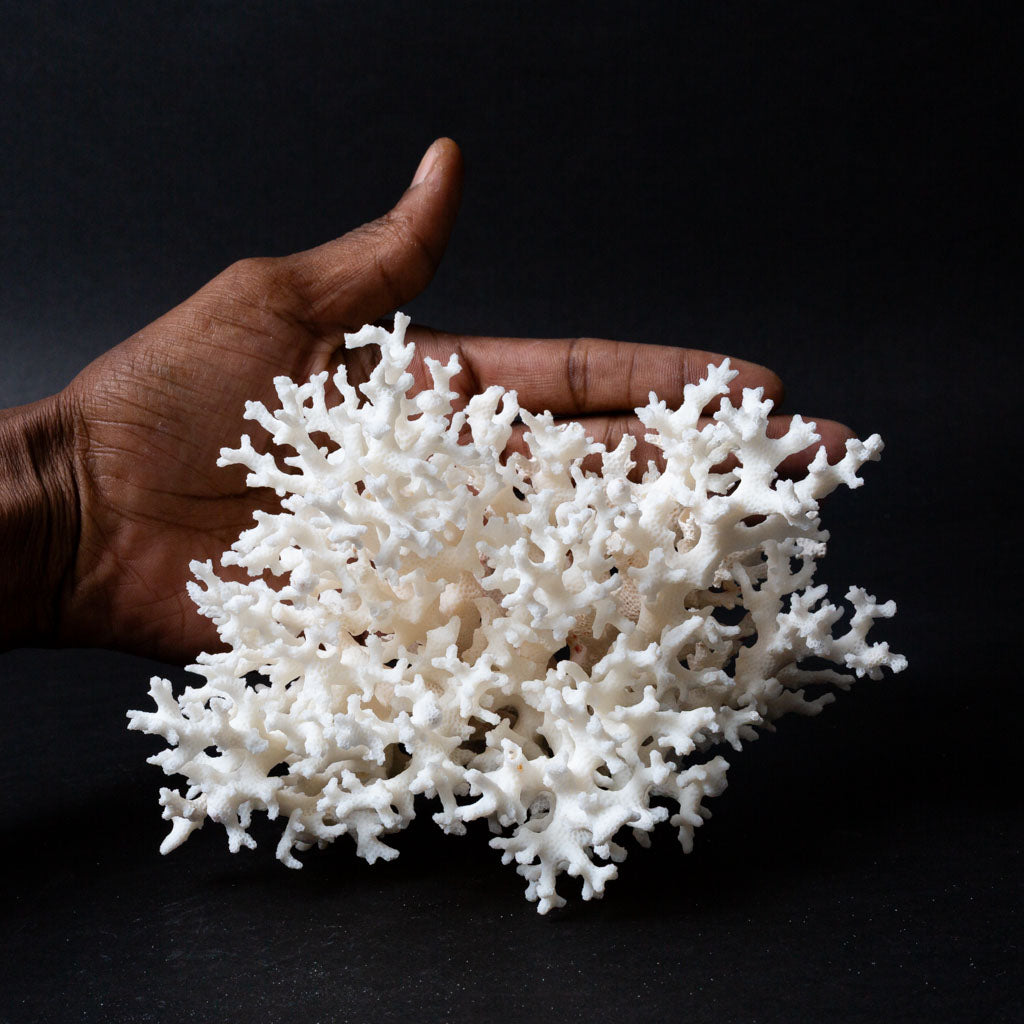 Genuine Birds Nest Coral (.8 lbs)