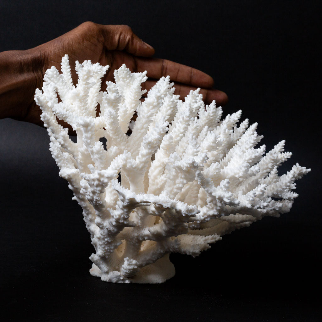 Genuine Branch Coral (2 lbs)