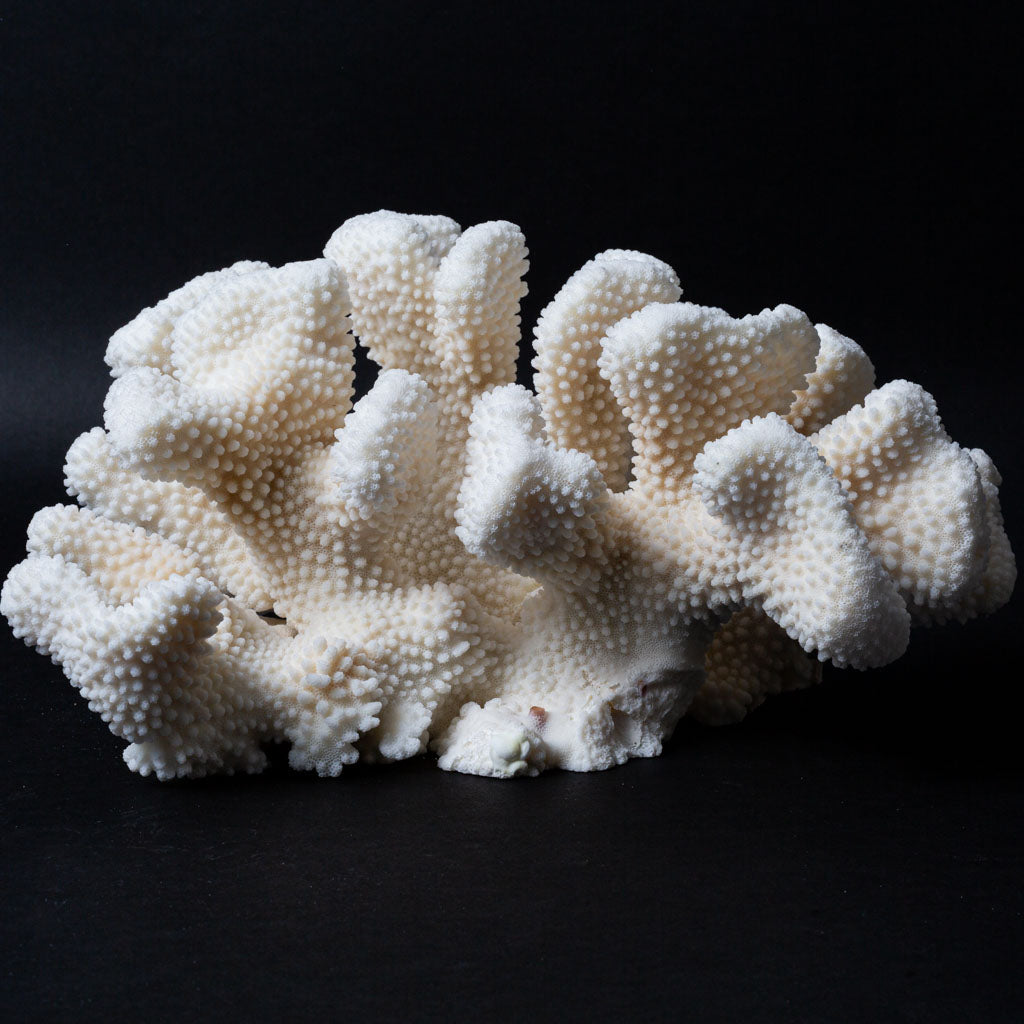Genuine White Cat's Paw Coral (4.5 lbs)