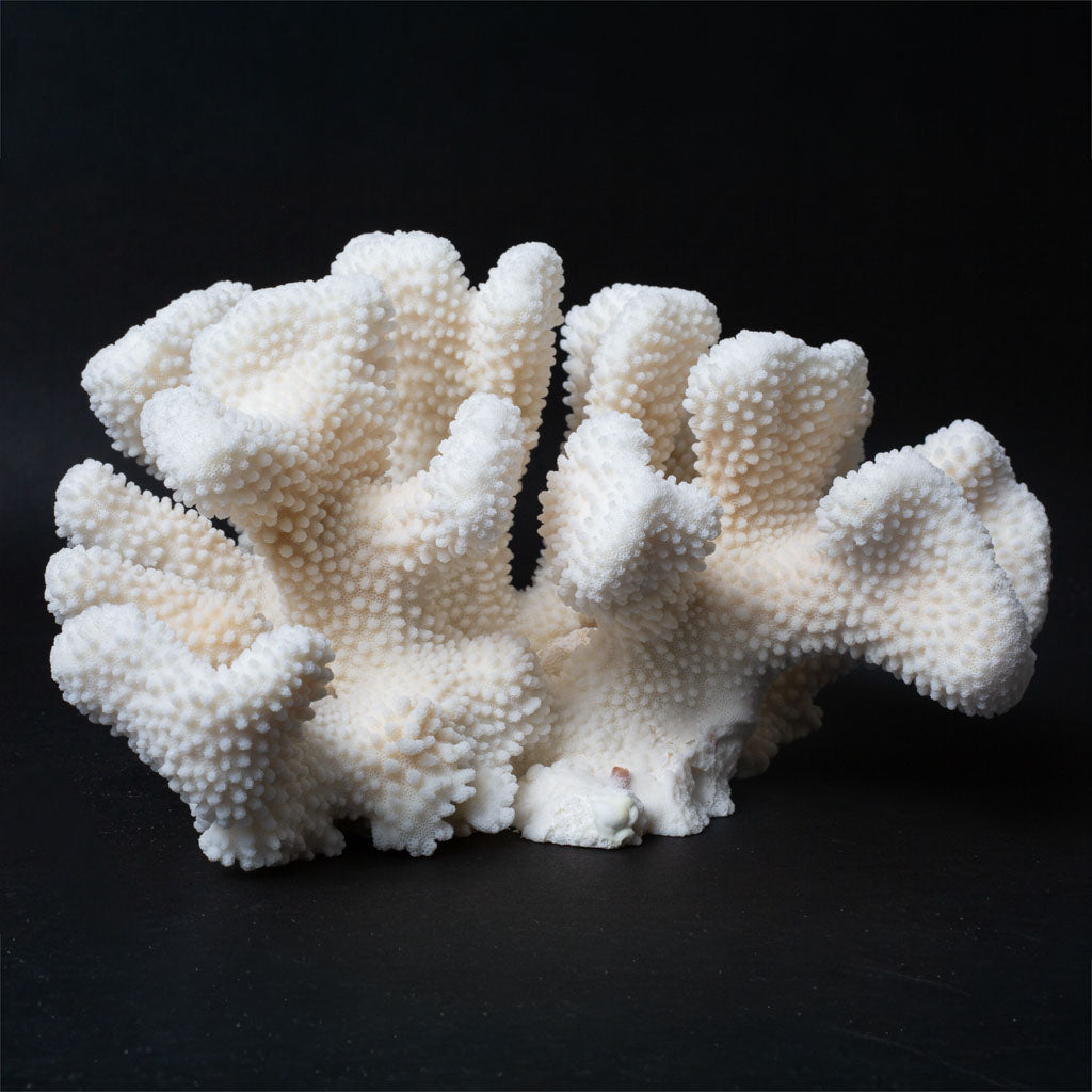 Genuine White Cat's Paw Coral (4.5 lbs)