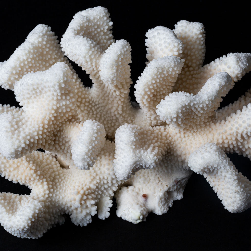 Genuine White Cat's Paw Coral (4.5 lbs)