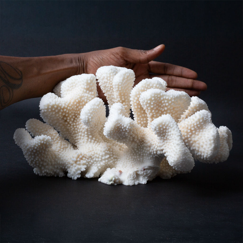 Genuine White Cat's Paw Coral (4.5 lbs)