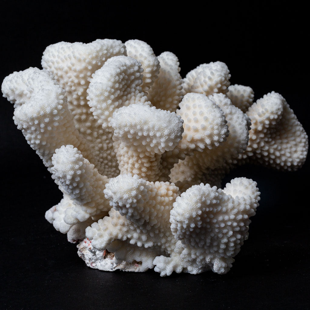 Genuine White Cat's Paw Coral (4.5 lbs)