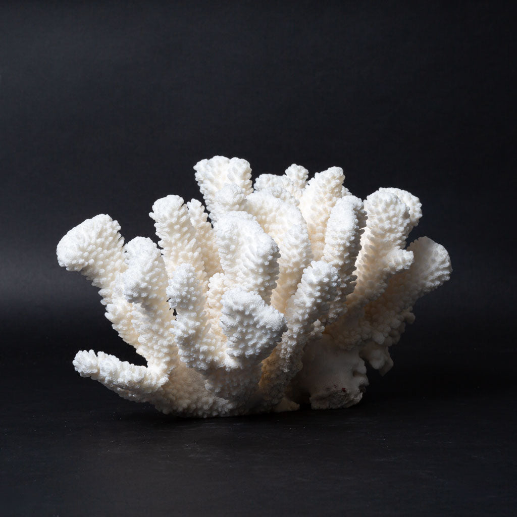Genuine White Cat's Paw Coral (4 lbs)