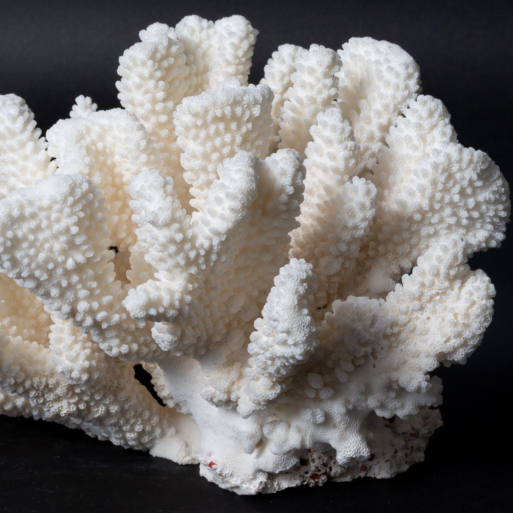 Genuine White Cat's Paw Coral (4 lbs)