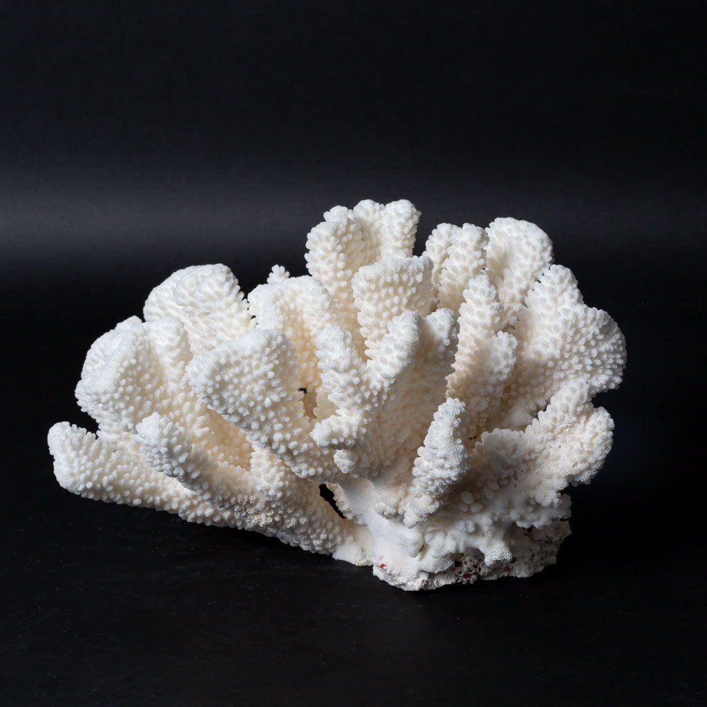 Genuine White Cat's Paw Coral (4 lbs)