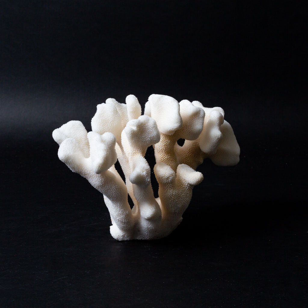Genuine White Cat's Paw Coral (1.2 lbs)