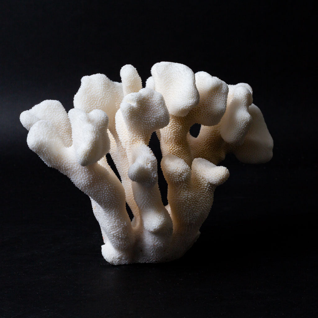 Genuine White Cat's Paw Coral (1.2 lbs)