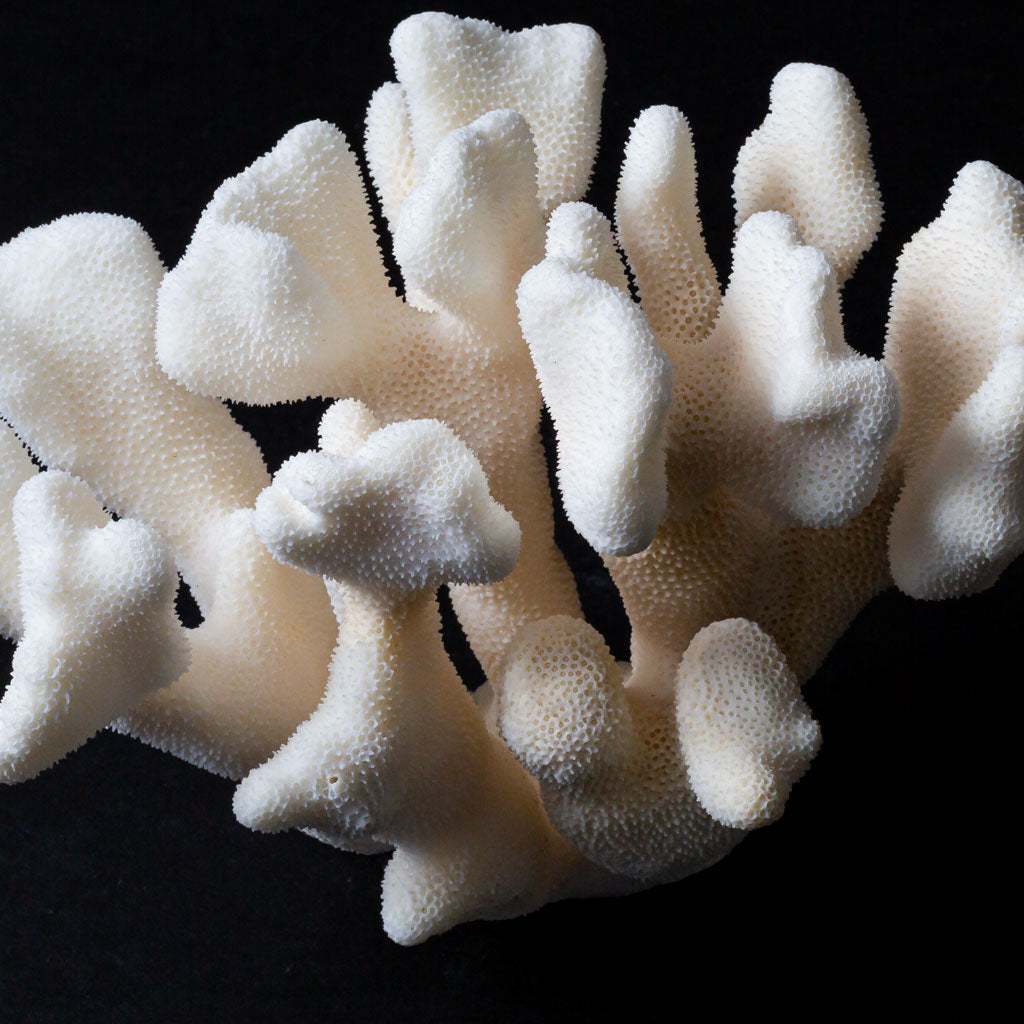 Genuine White Cat's Paw Coral (1.2 lbs)