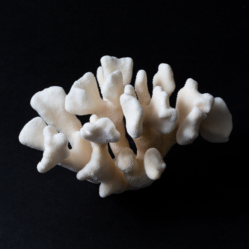 Genuine White Cat's Paw Coral (1.2 lbs)