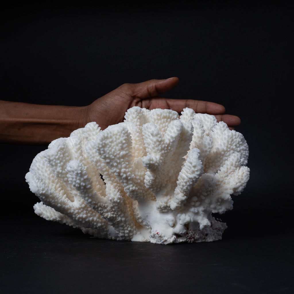 Genuine White Cat's Paw Coral (4 lbs)