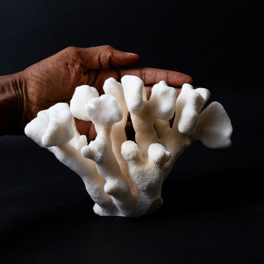 Genuine White Cat's Paw Coral (1.2 lbs)
