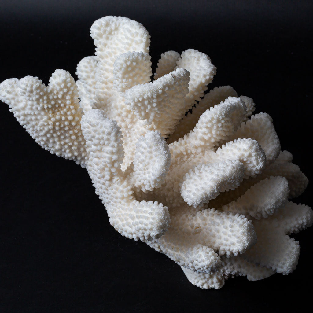 Genuine White Cat's Paw Coral (6 lbs)