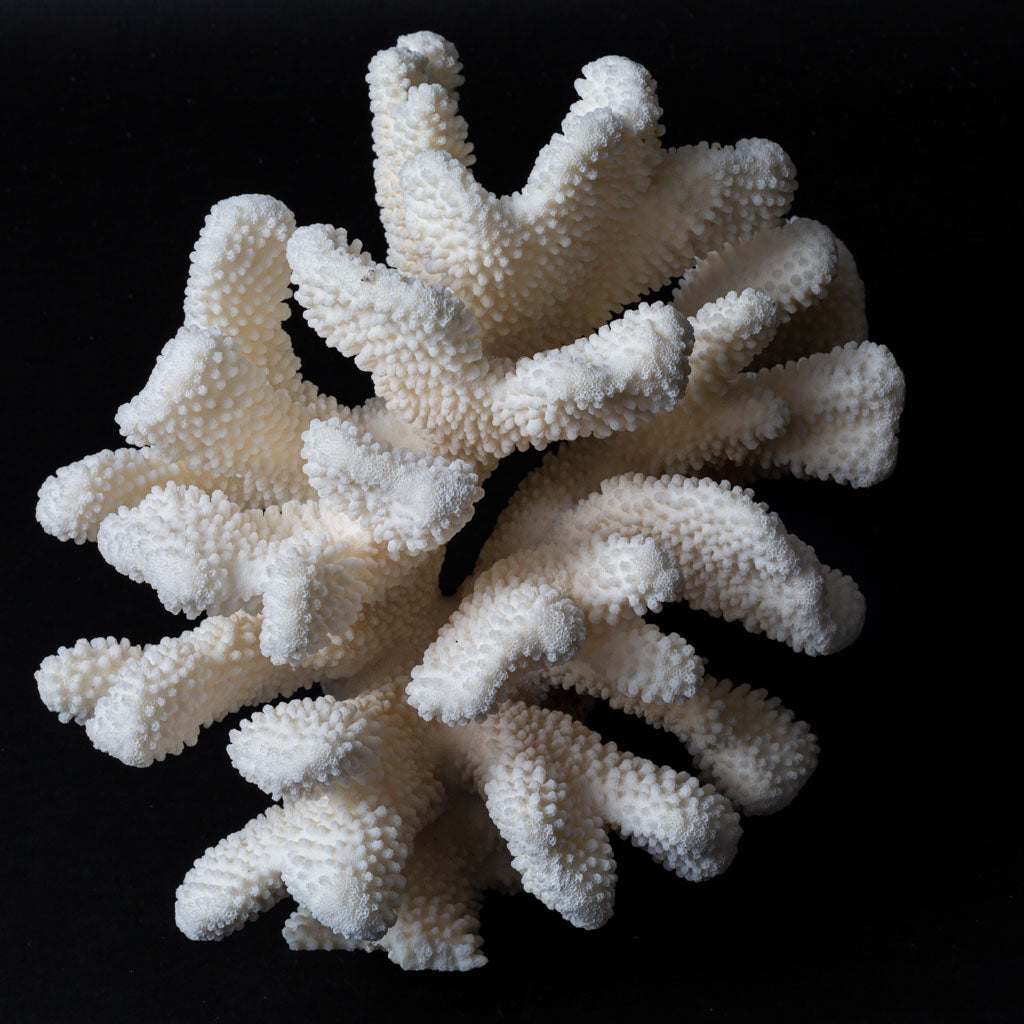 Genuine White Cat's Paw Coral (6 lbs)