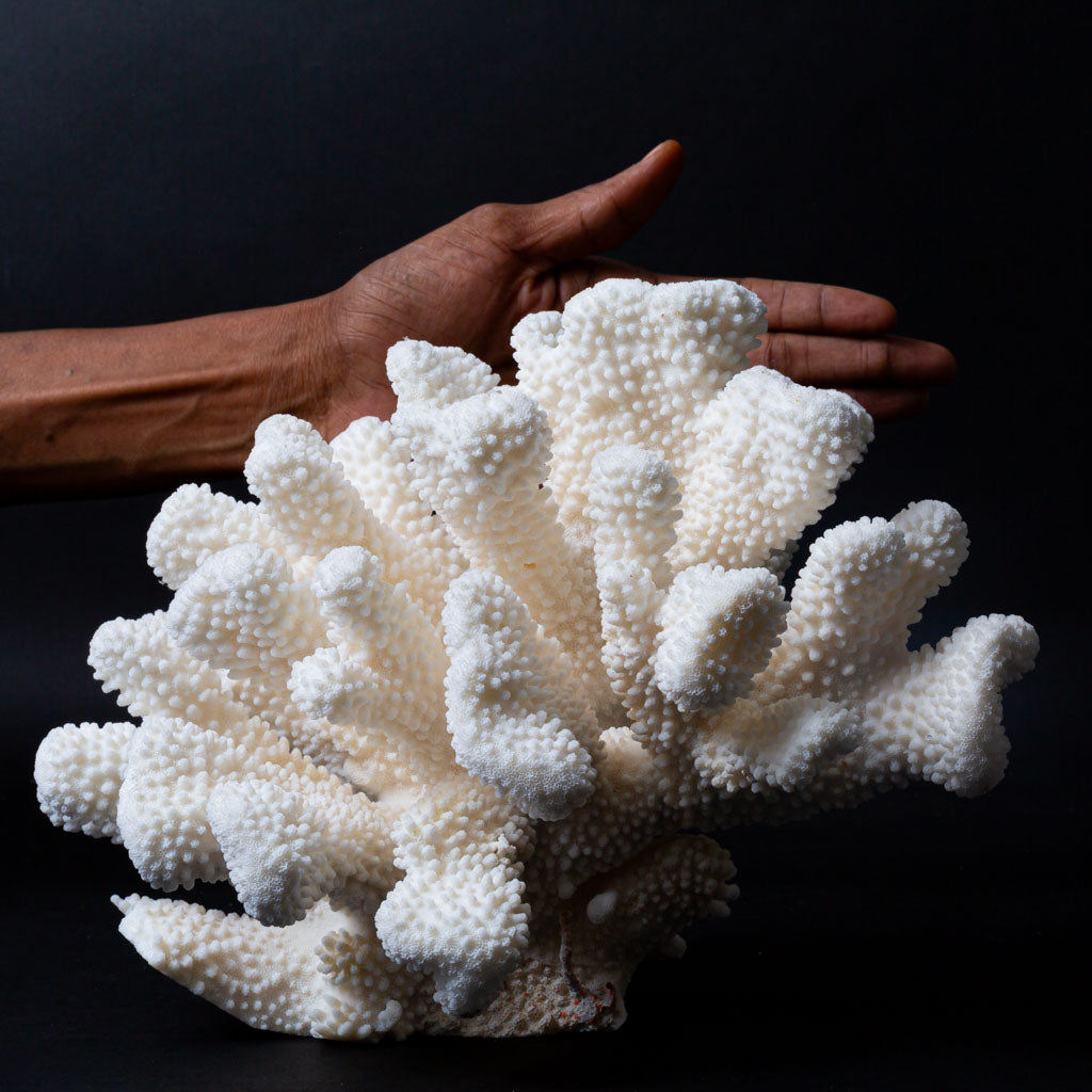Genuine White Cat's Paw Coral (6 lbs)