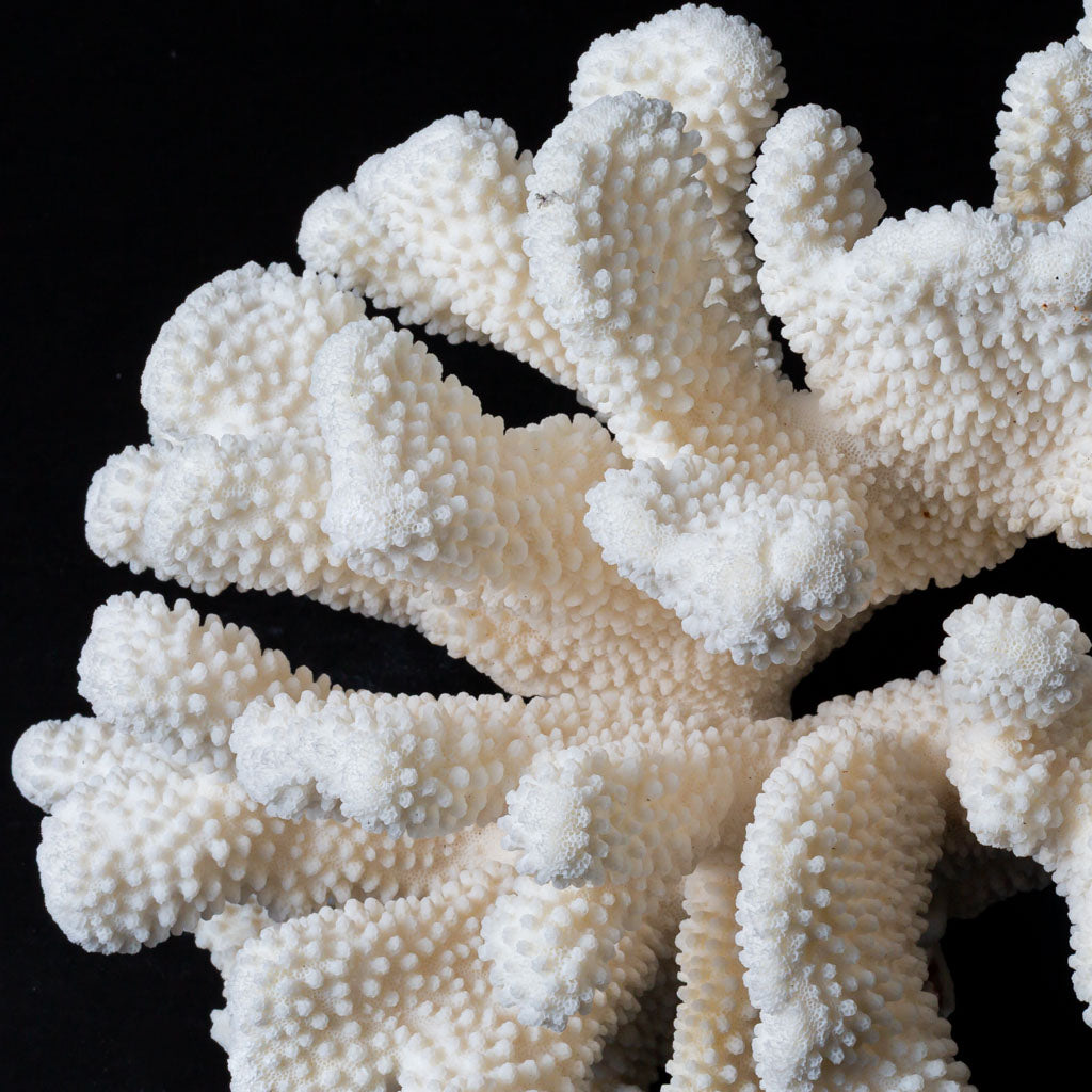 Genuine White Cat's Paw Coral (6 lbs)