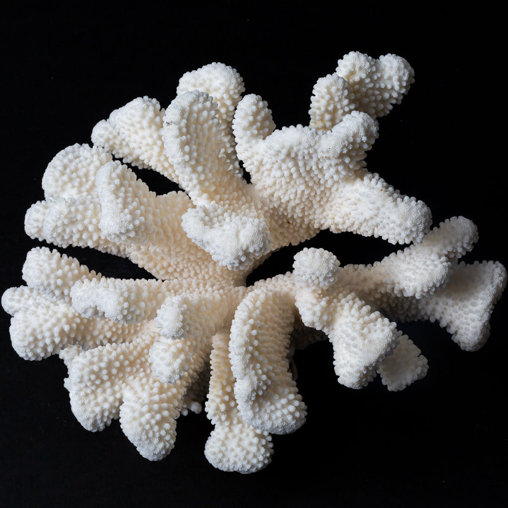 Genuine White Cat's Paw Coral (6 lbs)