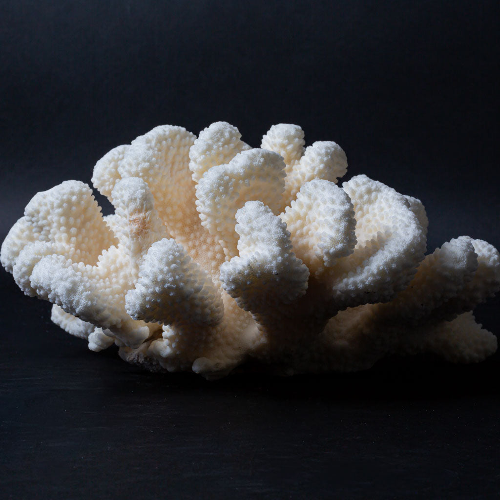 Genuine White Cat's Paw Coral (5.2 lbs)