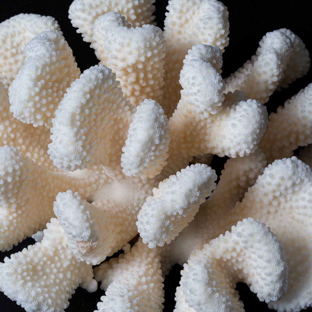 Genuine White Cat's Paw Coral (5.2 lbs)