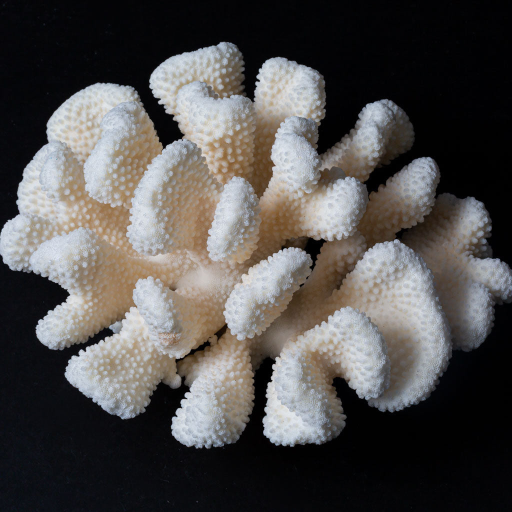 Genuine White Cat's Paw Coral (5.2 lbs)