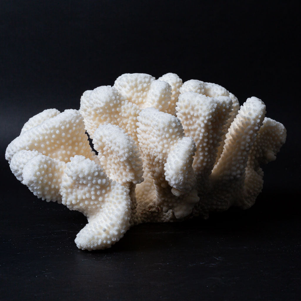 Genuine White Cat's Paw Coral (5.2 lbs)