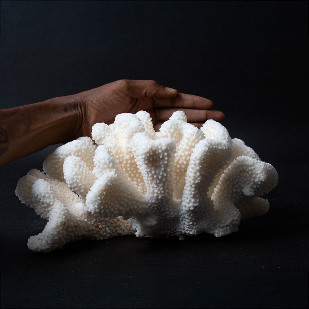 Genuine White Cat's Paw Coral (5.2 lbs)