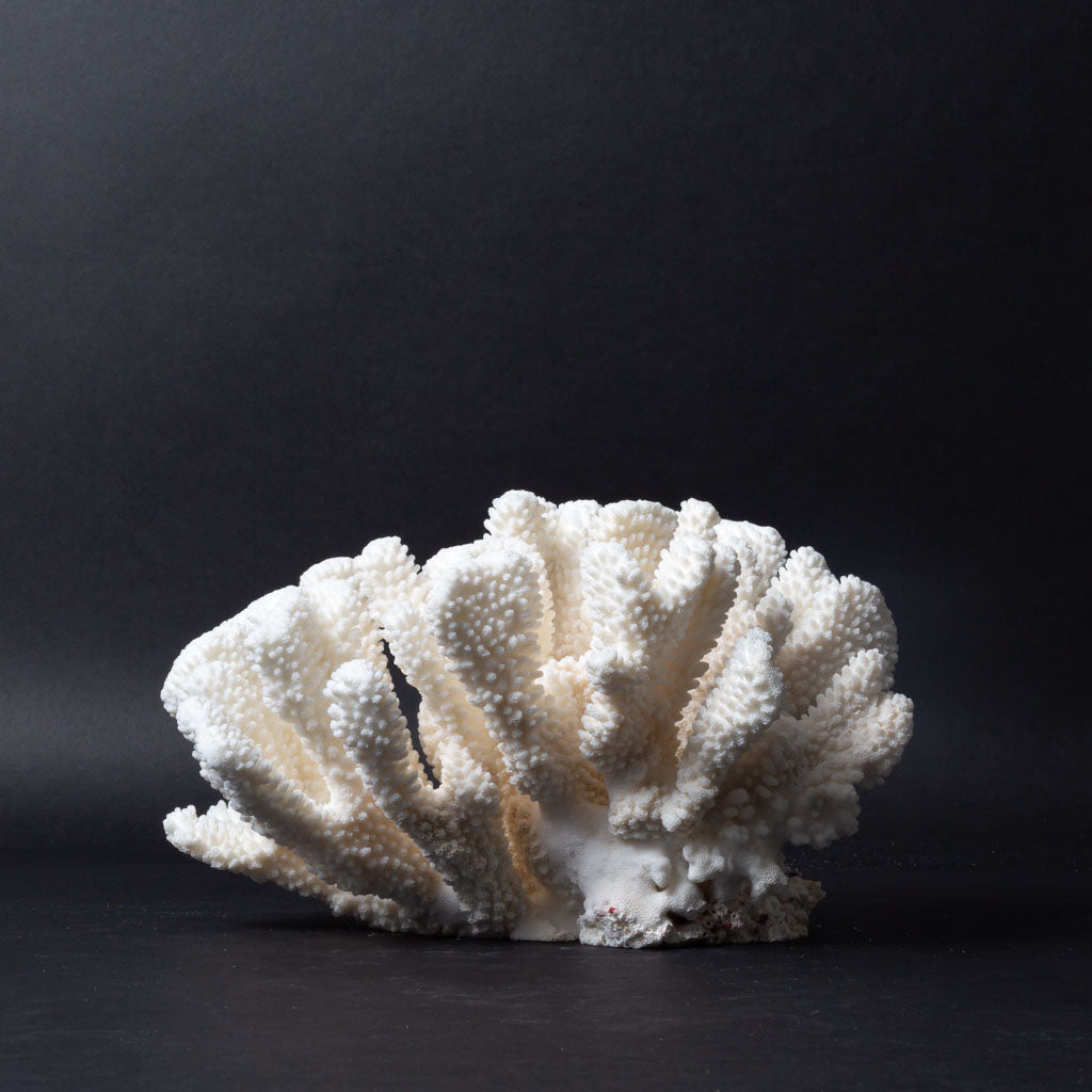 Genuine White Cat's Paw Coral (4 lbs)