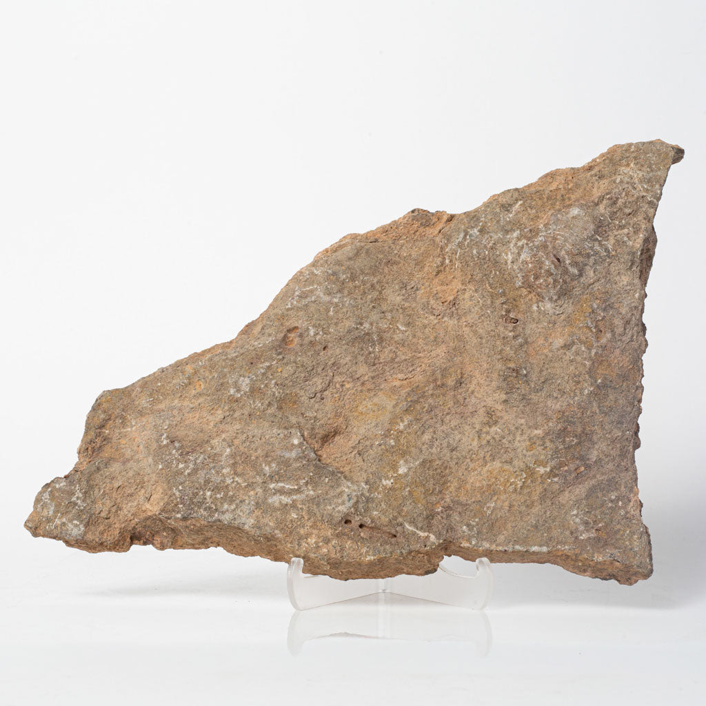 Genuine Ophiuroidea Brittle Star Fossil Plate (3 lbs)