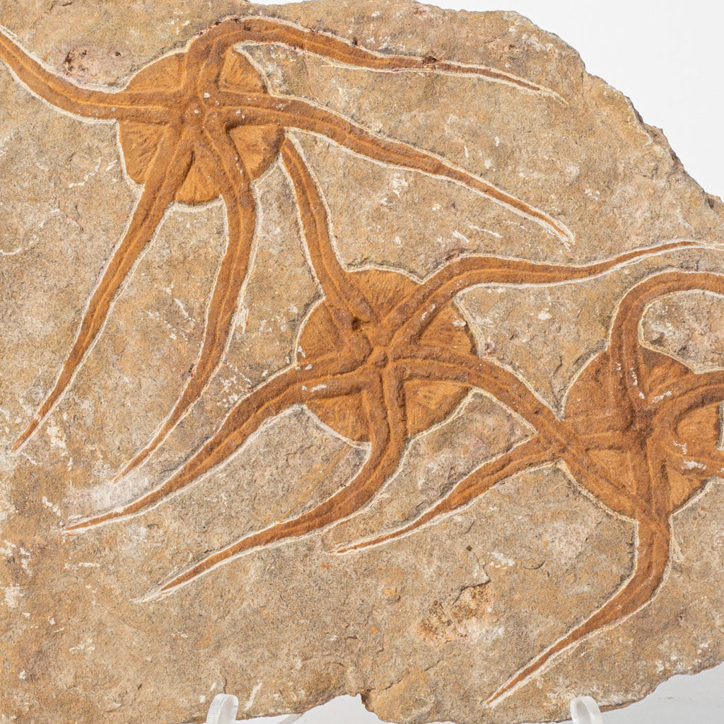 Genuine Ophiuroidea Brittle Star Fossil Plate (3 lbs)