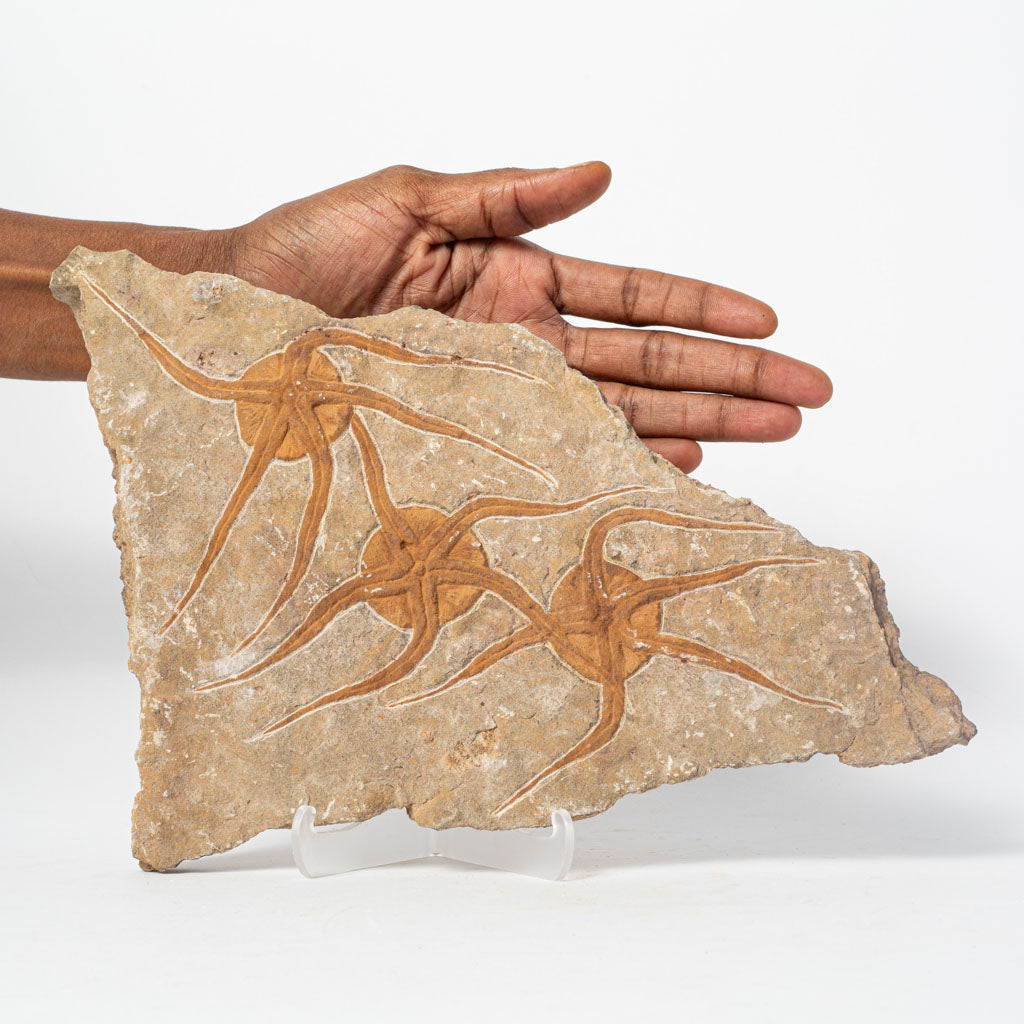Genuine Ophiuroidea Brittle Star Fossil Plate (3 lbs)