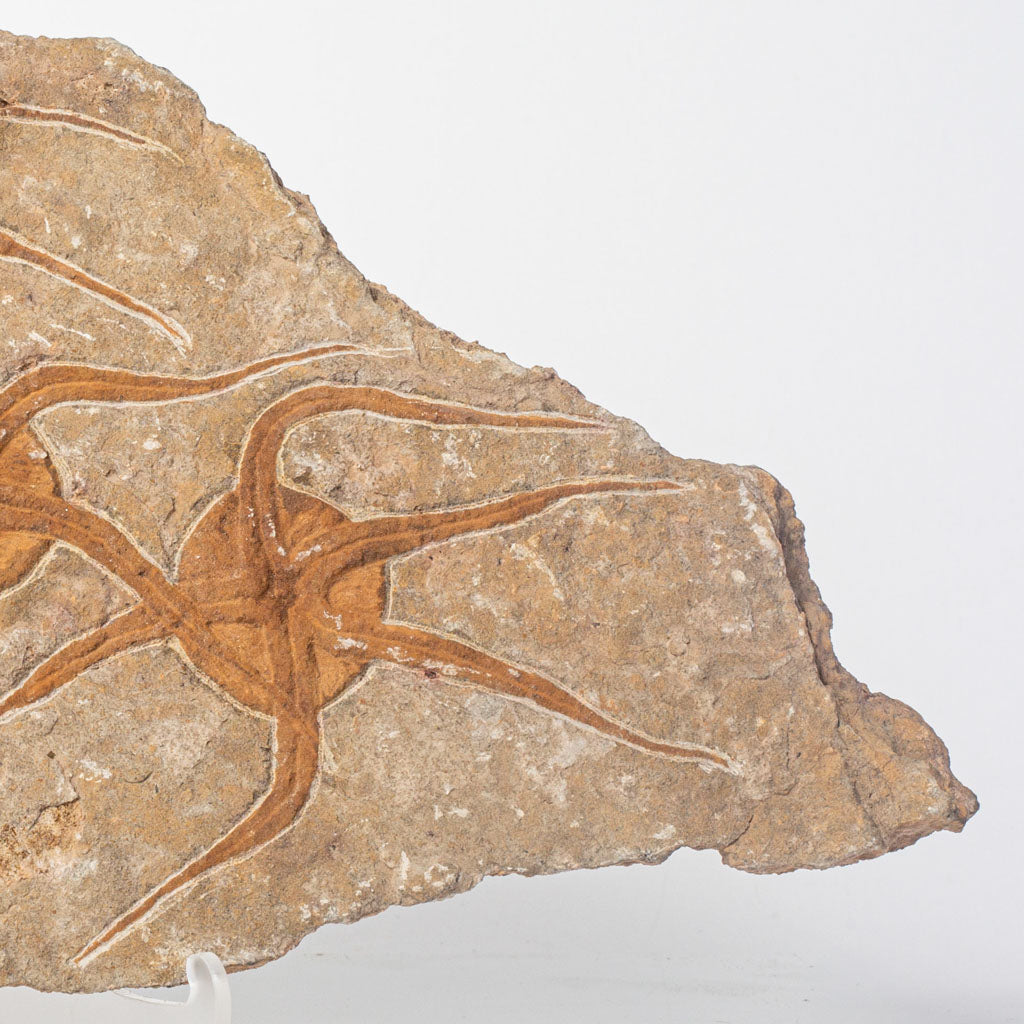 Genuine Ophiuroidea Brittle Star Fossil Plate (3 lbs)