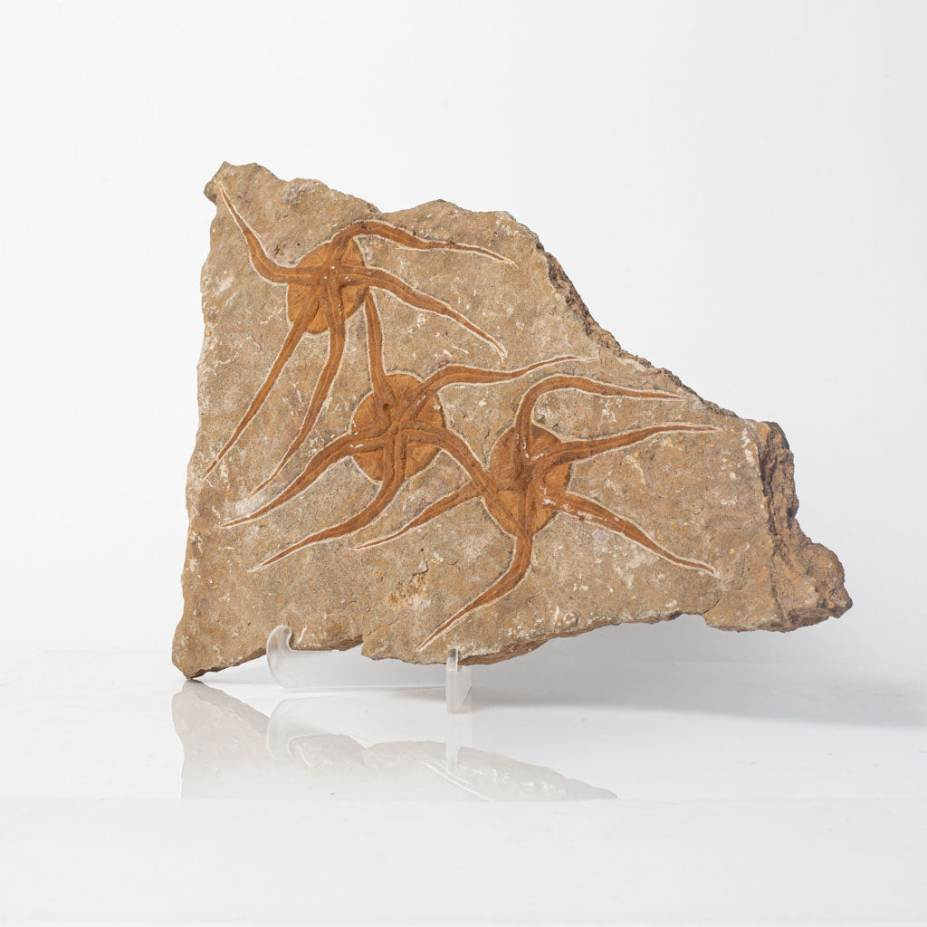 Genuine Ophiuroidea Brittle Star Fossil Plate (3 lbs)
