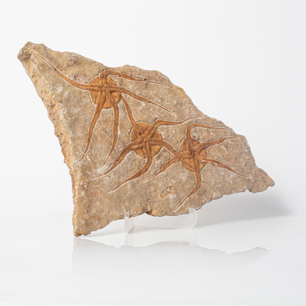 Genuine Ophiuroidea Brittle Star Fossil Plate (3 lbs)