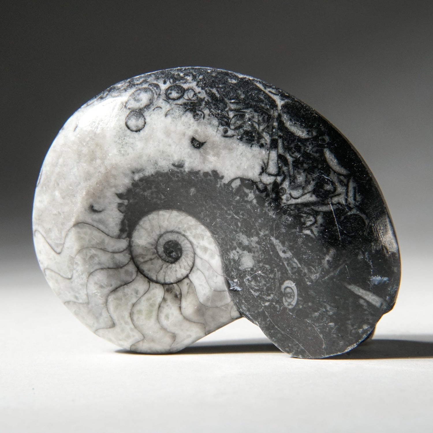 Genuine Polished Goniatite Ammonite Fossil - Medium (66.5 grams)