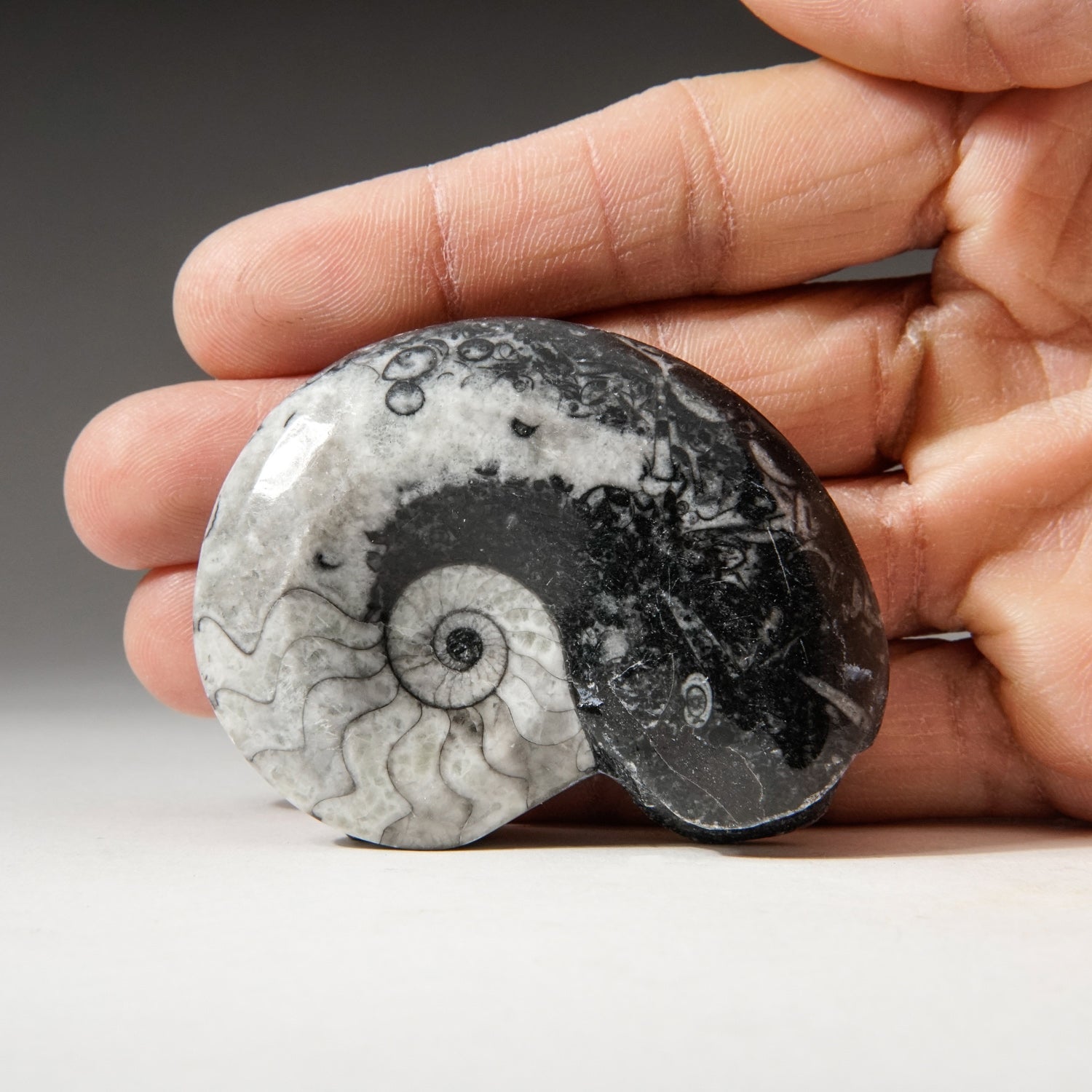 Genuine Polished Goniatite Ammonite Fossil - Medium (66.5 grams)