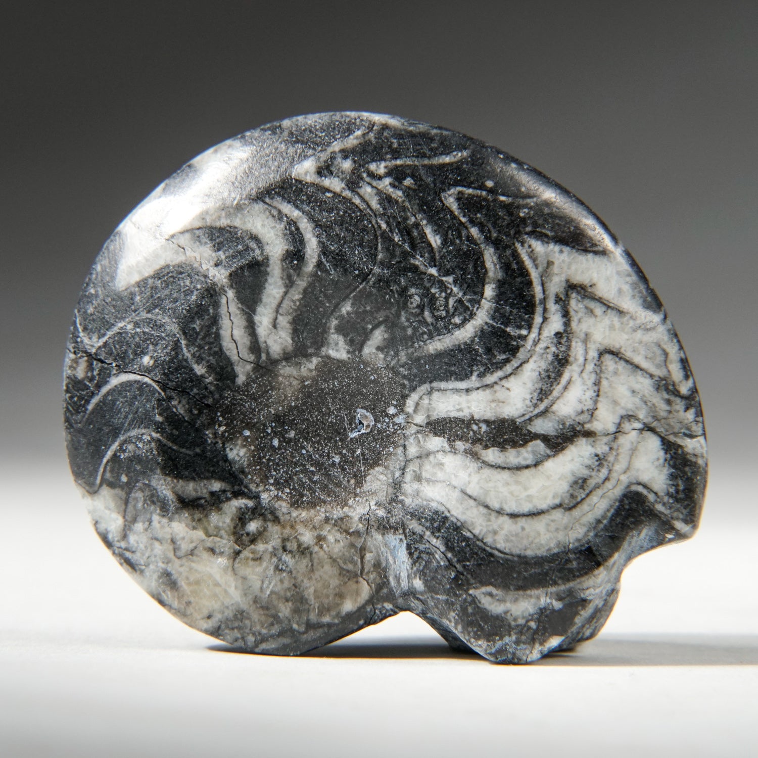 Genuine Polished Goniatite Ammonite Fossil - Small (27.4 grams)